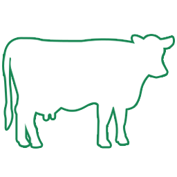 Cattle